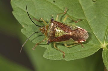 Hawthorn shield bug (Acanthosoma haemorrhoidale), Untergroeningen, Baden-Wuerttemberg, Germany, Europe