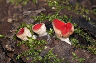 Scarlet Cup or Scarlet Elf Cup (Sarcoscypha coccinea), fungus, Wolfstal, Lauterach, Baden-Wuerttemberg, Germany, Europe