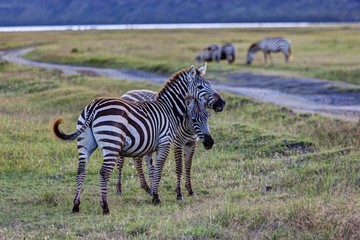 Fototapeta na wymiar Two playful zebras (Equus quagga boehmi), Lake Nakuru National Park, Kenya, East Africa, Africa, PublicGround, Africa