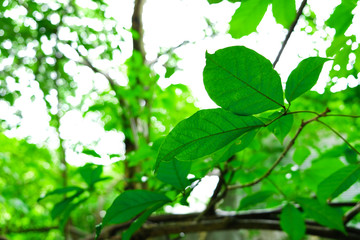Fototapeta na wymiar Focused small green leaves in the front and blurred in the back