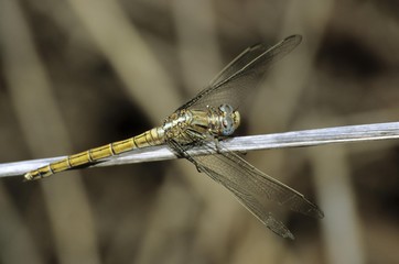 Epaulet Skimmer Dragonfly (Orthetrum chrysostigma), southern species, female, Cyprus, Greece, Europe
