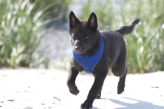 Kai Ken Puppy Running on the Beach