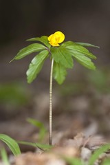 Yellow wood anemone (Anemone ranunculoides)