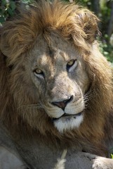 Male lion (Panthera leo), portrait, Masai Mara National Reservation, Republic of Kenya, Africa
