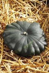 Pattypan Squash on a bed of straw
