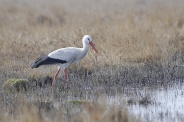 White Stork (Ciconia ciconia)