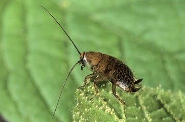 Forest Cockroach (Ectobius sylvestris) larva