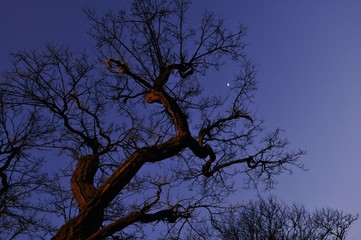 Tree, night sky, moon