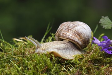 Roman snail, Edible Snail, Burgundy Snail (Helix pomatia)
