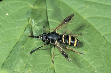 Bumblebee Hoverfly (Temnostoma bombylans)