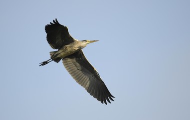 Grey Heron (Ardea cinerea) in flight