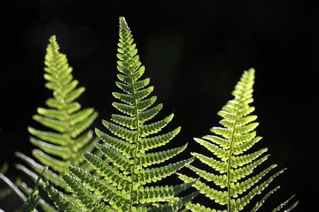 Fern fronds in backlight