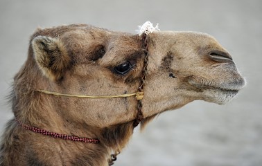 Camel, Qatar, Persian Gulf, Middle East, Asia