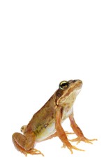 Grass Frog (Rana temporaria)