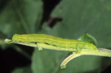 The Herald (Scoliopteryx libatrix) caterpillar on a twig of a pussy willow