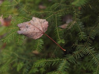 Fallen maple leaf covered with dew drops on balsam fir (Abies balsamea), Ontario, Canada, North America - obrazy, fototapety, plakaty