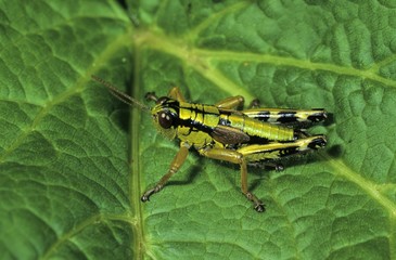 Alpine Grasshopper (Miramella alpina), Pitztal, Austria, Europe