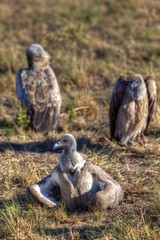 White-backed Vultures (Gyps africanus), Masai Mara National Reserve, Kenya, East Africa, Africa, PublicGround, Africa
