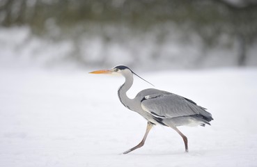 Grey Heron (Ardea cinerea) in winter