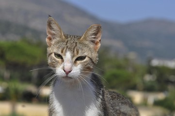 Naklejka na ściany i meble Stray cat, Stalida, Stalis, Crete, Greece, Europe