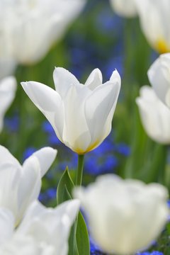 Tulips (Tulipa), white