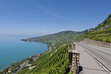 Obraz premium View across the vineyards towards the village of Cully, Lake Geneva at back, Canton Vaud, Lake Geneva, Switzerland, Europe