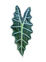 Alocasia denunata leaf isolated on white backgrond.