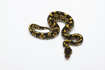 Phantom Yellow Belly Ball Python or Royal Python (Python regius), male