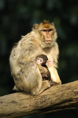 Barbary macaques (Macaca sylvanus) in Naturzoo Rheine zo, North Rhine-Westphalia, Germany, Europe