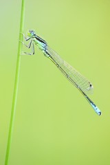 Blue-tailed Damselfly (Ischnura elegans) on a blade of grass © imageBROKER