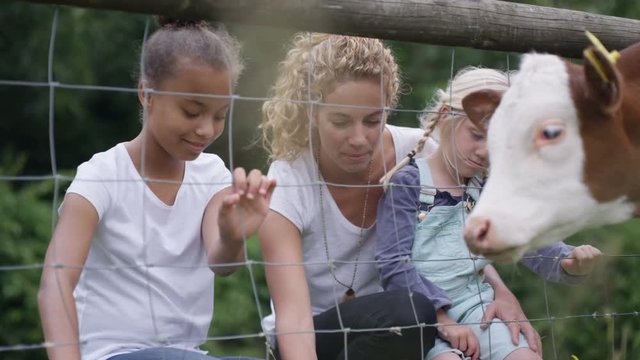  Families at community farm, mother & children petting cow through fence