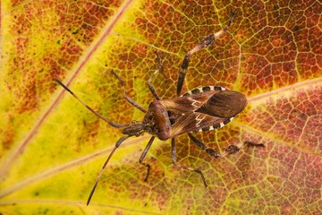 Western Conifer Seed Bug (Leptoglossus occidentalis) on an autumn leaf