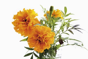 Orange-yellow marigolds