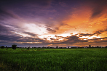 Naklejka na ściany i meble landscape rice field at twilight sky
