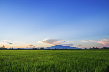 Landscape of Green Field and Beautiful sky