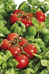 Tomatoes on basil