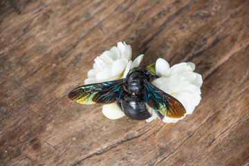 Insect wings are pretty Damdm white jasmine flowers on a wooden table.