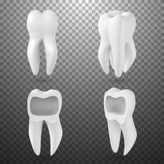 Illustration of Vector Realistic 3D Tooth Set. Healthy Teeth Set Care Vector Product Template Isolated on Transparent Background