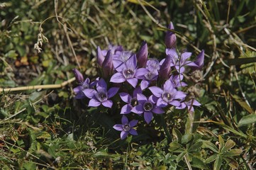 Chiltern gentian (Gentianella germanica), Untersberg, Groedig, Salzburg, Austria, Europe