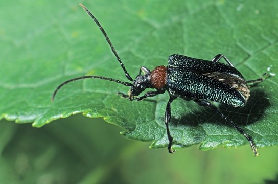 Longhorn Beetle species (Gaurotes virginea)