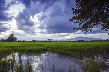 Lanscape rice field in Thailand at evening