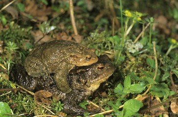Common Toads (Bufo bufo) on the way to spawning waters