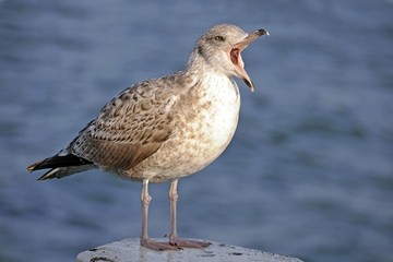 European Herring Gull (Larus argentatus), sub-adult, in its second winter, Baltic Sea, Groemitz, Schleswig-Holstein, Germany, Europe