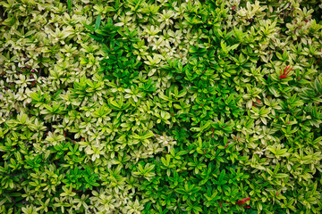 Obraz premium green flower and green leaf in nature for background. Nature concept with empty area for text. feeling relaxed in the nature. the picture can support commercial fruit or fresh food.