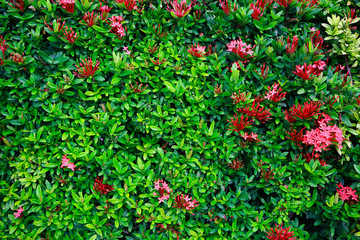 Fototapeta premium green flower and green leaf in nature for background. Nature concept with empty area for text. feeling relaxed in the nature. the picture can support commercial fruit or fresh food.