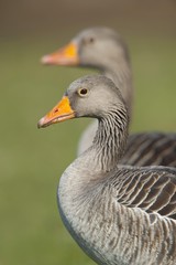Greylag or Graylag geese (Anser anser), Stuttgart, Baden-Wuerttemberg, Germany, Europe