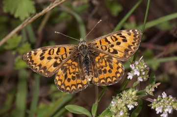 Lesser Spotted Fritillary (Melitaea trivia), basking in sun, Lake Kerkini region, Greece, Europe