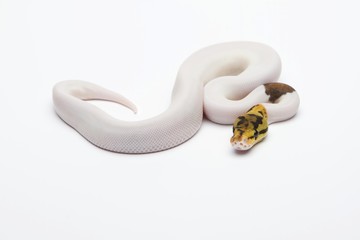 Bumble Bee Piebald Ball Python or Royal Python (Python regius), male
