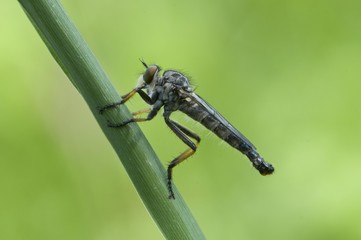 Pied-winged robberfly (Pamponerus germanicus)