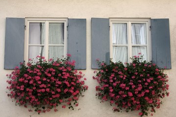 Windows with flower boxes